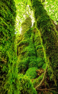 Pireneler yaz aylarında Fransa 'nın güneyinde güzel mavi bir gökyüzü altında otlaklar, ormanlar ve dağlarla doludur..