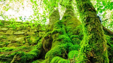Pireneler yaz aylarında Fransa 'nın güneyinde güzel mavi bir gökyüzü altında otlaklar, ormanlar ve dağlarla doludur..