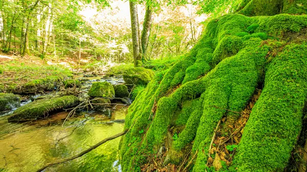 Tarn (Güney Fransa) ormanlarındaki yeşil yosunlar. Kayalarda ve ağaçlarda, bu yeşil film her şeyi kapsıyor..