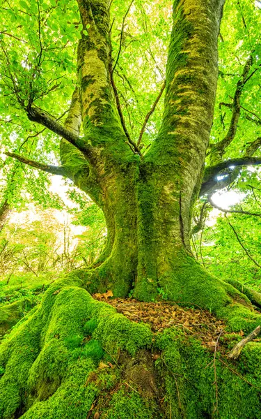 Tarn (Güney Fransa) ormanlarındaki yeşil yosunlar. Kayalarda ve ağaçlarda, bu yeşil film her şeyi kapsıyor..