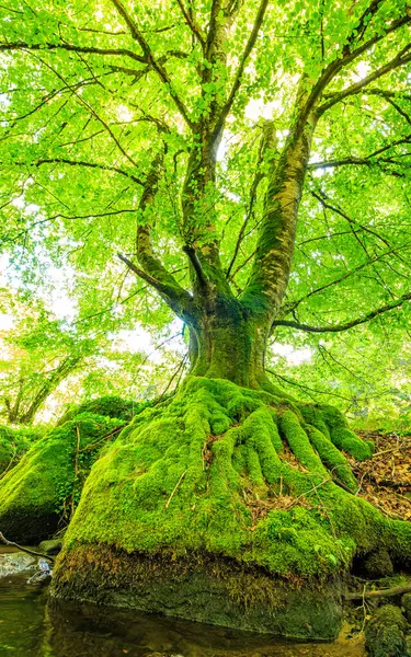 Pireneler yaz aylarında Fransa 'nın güneyinde güzel mavi bir gökyüzü altında otlaklar, ormanlar ve dağlarla doludur..