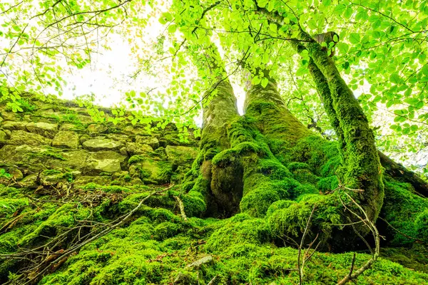 Pireneler yaz aylarında Fransa 'nın güneyinde güzel mavi bir gökyüzü altında otlaklar, ormanlar ve dağlarla doludur..