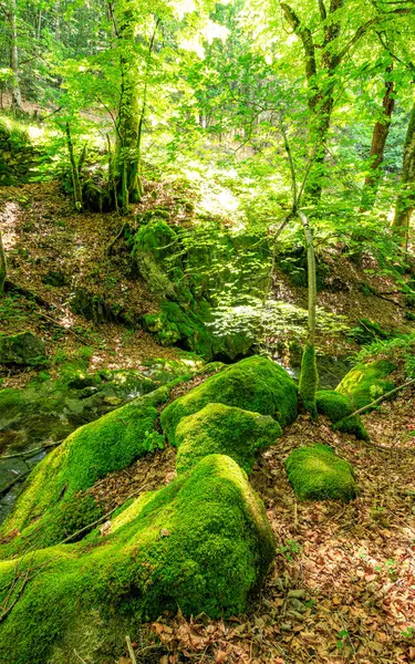 Pireneler yaz aylarında Fransa 'nın güneyinde güzel mavi bir gökyüzü altında otlaklar, ormanlar ve dağlarla doludur..