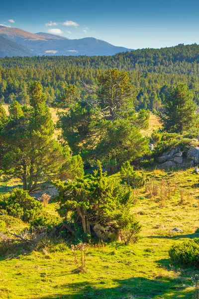 Pireneler yaz aylarında Fransa 'nın güneyinde güzel mavi bir gökyüzü altında otlaklar, ormanlar ve dağlarla doludur..