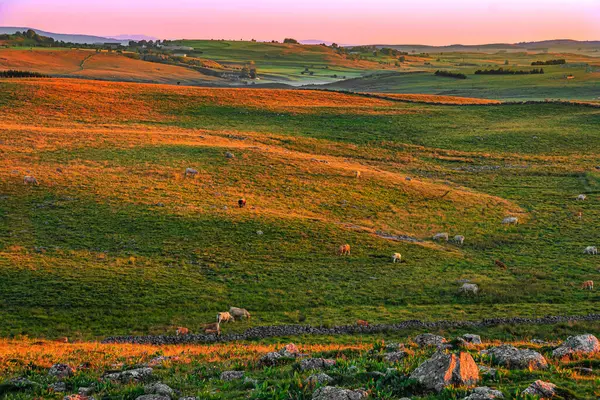 Aubrac dağlarında akşam manzarası. Fransa 'nın merkezinde taş ve kaya duvarları olan güzel bir bahar akşamı..