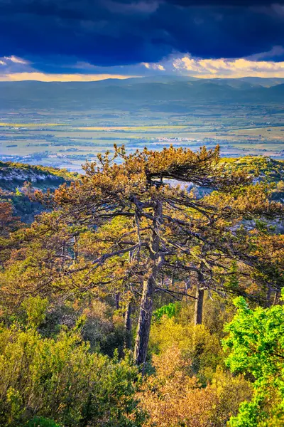 Güney Fransa 'daki Aude ovasına bakan Alaric Dağı' nın tepesindeki çam ağaçları. Bulutlu gökyüzü ufukta eriyor..