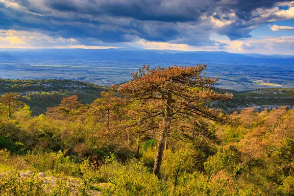 Güney Fransa 'daki Aude ovasına bakan Alaric Dağı' nın tepesindeki çam ağaçları. Bulutlu gökyüzü ufukta eriyor..