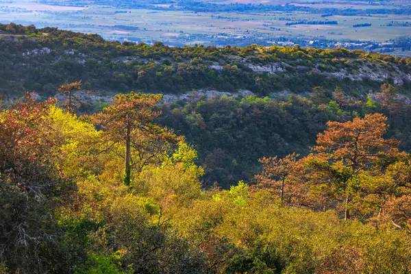 Güney Fransa 'daki Aude ovasına bakan Alaric Dağı' nın tepesindeki çam ağaçları. Bulutlu gökyüzü ufukta eriyor..