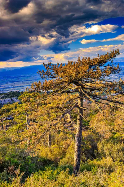 Güney Fransa 'daki Aude ovasına bakan Alaric Dağı' nın tepesindeki çam ağaçları. Bulutlu gökyüzü ufukta eriyor..