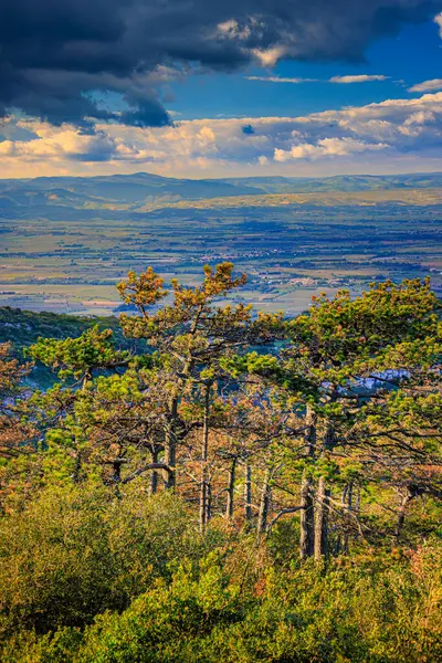 Güney Fransa 'daki Aude ovasına bakan Alaric Dağı' nın tepesindeki çam ağaçları. Bulutlu gökyüzü ufukta eriyor..