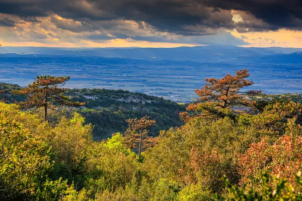 Güney Fransa 'daki Aude ovasına bakan Alaric Dağı' nın tepesindeki çam ağaçları. Bulutlu gökyüzü ufukta eriyor..