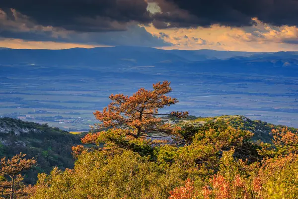 Güney Fransa 'daki Aude ovasına bakan Alaric Dağı' nın tepesindeki çam ağaçları. Bulutlu gökyüzü ufukta eriyor..