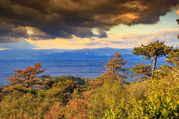 Güney Fransa 'daki Aude ovasına bakan Alaric Dağı' nın tepesindeki çam ağaçları. Bulutlu gökyüzü ufukta eriyor..