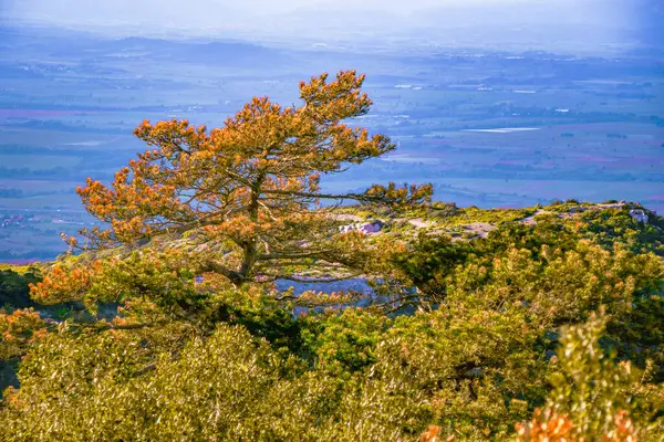 Güney Fransa 'daki Aude ovasına bakan Alaric Dağı' nın tepesindeki çam ağaçları. Bulutlu gökyüzü ufukta eriyor..
