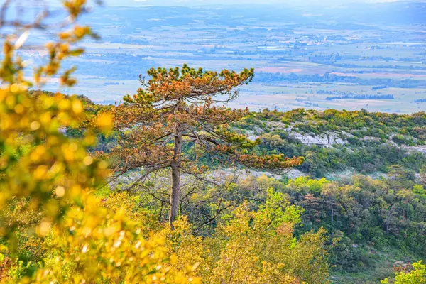 Güney Fransa 'daki Aude ovasına bakan Alaric Dağı' nın tepesindeki çam ağaçları. Bulutlu gökyüzü ufukta eriyor..