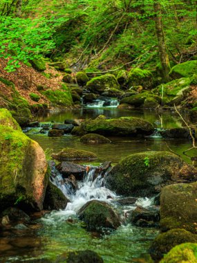 Fransa 'nın güneyindeki Lamontlari komününde küçük şelaleleri olan küçük bir dere. Tarn ve Occitanie Bölgesi 'nde bulunan yeşil yosunlarla dolu bir su yolu..