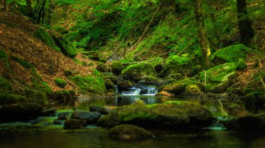 Fransa 'nın güneyindeki Lamontlari komününde küçük şelaleleri olan küçük bir dere. Tarn ve Occitanie Bölgesi 'nde bulunan yeşil yosunlarla dolu bir su yolu..