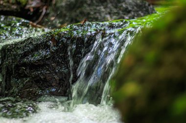Fransa 'nın güneyindeki Lamontlari komününde küçük şelaleleri olan küçük bir dere. Tarn ve Occitanie Bölgesi 'nde bulunan yeşil yosunlarla dolu bir su yolu..