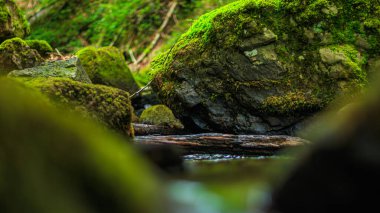 Fransa 'nın güneyindeki Lamontlari komününde küçük şelaleleri olan küçük bir dere. Tarn ve Occitanie Bölgesi 'nde bulunan yeşil yosunlarla dolu bir su yolu..
