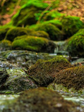 Fransa 'nın güneyindeki Lamontlari komününde küçük şelaleleri olan küçük bir dere. Tarn ve Occitanie Bölgesi 'nde bulunan yeşil yosunlarla dolu bir su yolu..