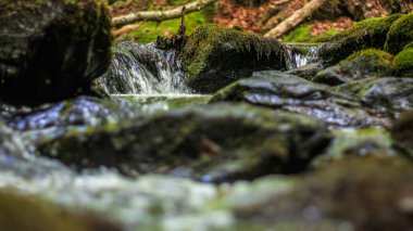 Fransa 'nın güneyindeki Lamontlari komününde küçük şelaleleri olan küçük bir dere. Tarn ve Occitanie Bölgesi 'nde bulunan yeşil yosunlarla dolu bir su yolu..