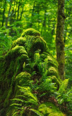 Fransa 'nın güneyindeki Lamontlari komününde küçük şelaleleri olan küçük bir dere. Tarn ve Occitanie Bölgesi 'nde bulunan yeşil yosunlarla dolu bir su yolu..