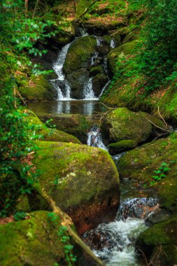 Fransa 'nın güneyindeki Lamontlari komününde küçük şelaleleri olan küçük bir dere. Tarn ve Occitanie Bölgesi 'nde bulunan yeşil yosunlarla dolu bir su yolu..