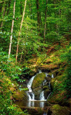 Fransa 'nın güneyindeki Lamontlari komününde küçük şelaleleri olan küçük bir dere. Tarn ve Occitanie Bölgesi 'nde bulunan yeşil yosunlarla dolu bir su yolu..