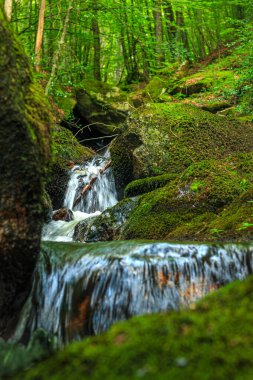 Fransa 'nın güneyindeki Lamontlari komününde küçük şelaleleri olan küçük bir dere. Tarn ve Occitanie Bölgesi 'nde bulunan yeşil yosunlarla dolu bir su yolu..