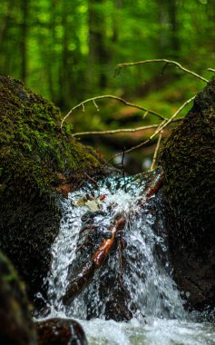 Fransa 'nın güneyindeki Lamontlari komününde küçük şelaleleri olan küçük bir dere. Tarn ve Occitanie Bölgesi 'nde bulunan yeşil yosunlarla dolu bir su yolu..