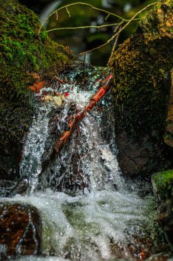 Fransa 'nın güneyindeki Lamontlari komününde küçük şelaleleri olan küçük bir dere. Tarn ve Occitanie Bölgesi 'nde bulunan yeşil yosunlarla dolu bir su yolu..
