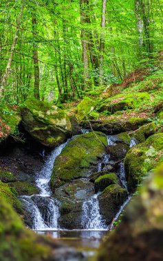 Fransa 'nın güneyindeki Lamontlari komününde küçük şelaleleri olan küçük bir dere. Tarn ve Occitanie Bölgesi 'nde bulunan yeşil yosunlarla dolu bir su yolu..