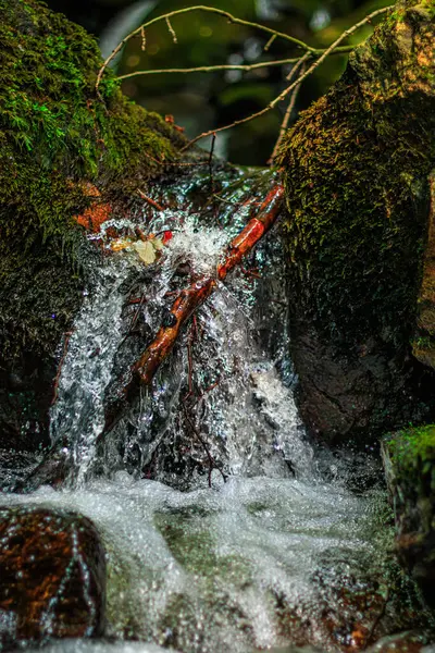 Fransa 'nın güneyindeki Lamontlari komününde küçük şelaleleri olan küçük bir dere. Tarn ve Occitanie Bölgesi 'nde bulunan yeşil yosunlarla dolu bir su yolu..