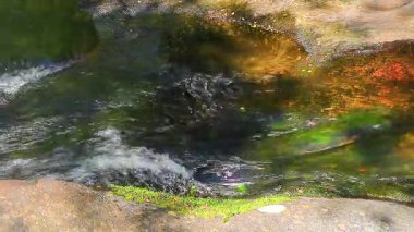 Aude departmanındaki küçük bir derenin manzarası, Occitanie 'deki Montagne Noire eteklerinde. Fransa 'nın güneyinde yoğun bir orman.