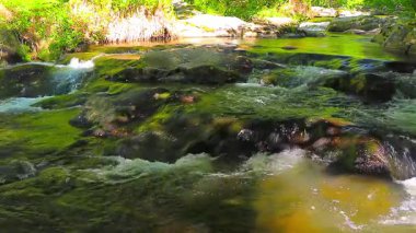 Aude departmanındaki küçük bir derenin manzarası, Occitanie 'deki Montagne Noire eteklerinde. Fransa 'nın güneyinde yoğun bir orman.