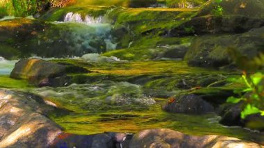 Aude departmanındaki küçük bir derenin manzarası, Occitanie 'deki Montagne Noire eteklerinde. Fransa 'nın güneyinde yoğun bir orman.