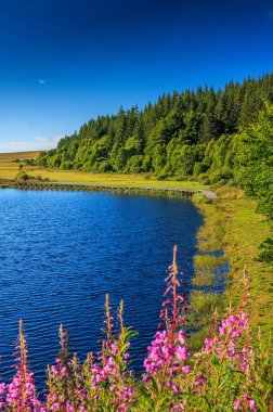Occitani vadilerinde, çayırlarla, pembe çiçeklerle, ormanlarla ve mavi gökyüzüyle çevrili küçük bir göl manzarası. Fransa 'nın orta kesimindeki Aubrac bölgesine açılan küçük bir gölet..