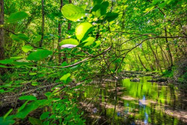 Fransız Occitania 'daki Orbieu Nehri. Kaynağı Aude 'deki Corbires' te..
