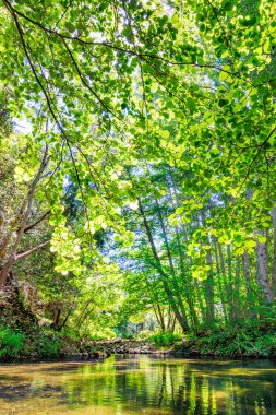 Fransız Occitania 'daki Orbieu Nehri. Kaynağı Aude 'deki Corbires' te..