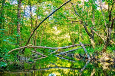 Fransız Occitania 'daki Orbieu Nehri. Kaynağı Aude 'deki Corbires' te..