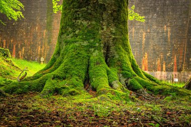 Rigole de la Montagne Noire, Fransa 'nın Tarn bölgesinde bulunan bir sulama kanalıdır. 19. yüzyılda bu kanala Montagne Noire 'den su getirmek için Midi Kanalı' na su sağlamak amacıyla inşa edildi..