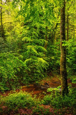 Rigole de la Montagne Noire, Fransa 'nın Tarn bölgesinde bulunan bir sulama kanalıdır. 19. yüzyılda bu kanala Montagne Noire 'den su getirmek için Midi Kanalı' na su sağlamak amacıyla inşa edildi..