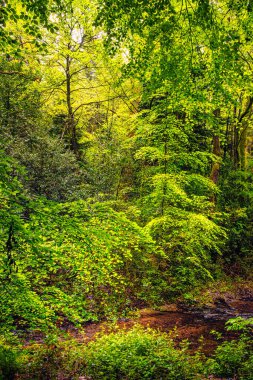 Rigole de la Montagne Noire, Fransa 'nın Tarn bölgesinde bulunan bir sulama kanalıdır. 19. yüzyılda bu kanala Montagne Noire 'den su getirmek için Midi Kanalı' na su sağlamak amacıyla inşa edildi..