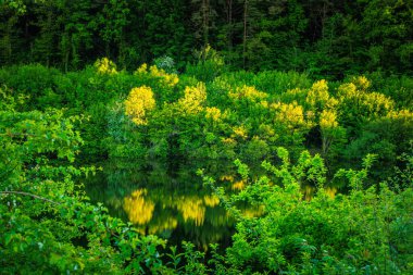 OccitaniaPhoto 'daki Göl Kameraları Fransa' nın güneyindeki Montagne Noire 'de sabahın erken saatlerinde ormanlarla çevrili bir göl.