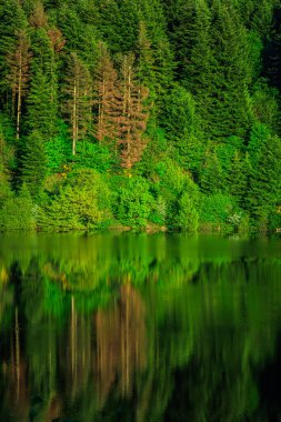 OccitaniaPhoto 'daki Göl Kameraları Fransa' nın güneyindeki Montagne Noire 'de sabahın erken saatlerinde ormanlarla çevrili bir göl.