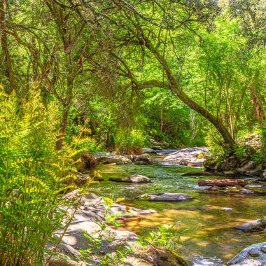 Brousse 'daki Dure Nehri' nin ve Fransa 'nın güneyindeki Villaret' in manzarası. Occitanie 'de küçük şelaleler ve çalılıklar.