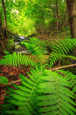 Escouloubres Vadisi 'nin manzarası karın altında, Pireneler' de, Fransa 'da