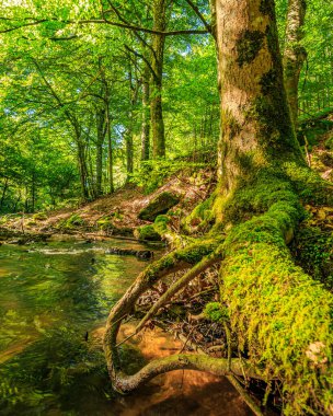 Fransa 'nın güneyindeki Lamontlari komünü Tarn Nehri. Ormanda yaz aylarında küçük şelaleleri olan kayalar üzerinde çalılıklar ve yeşil yosun..