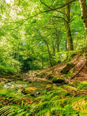 Fransa 'nın güneyindeki Lamontlari komünü Tarn Nehri. Ormanda yaz aylarında küçük şelaleleri olan kayalar üzerinde çalılıklar ve yeşil yosun..