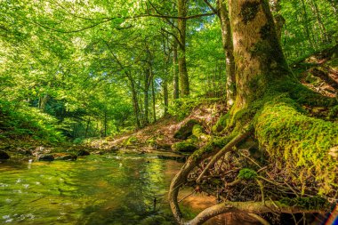 Fransa 'nın güneyindeki Lamontlari komünü Tarn Nehri. Ormanda yaz aylarında küçük şelaleleri olan kayalar üzerinde çalılıklar ve yeşil yosun..